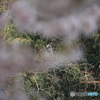 撮って出し(2025-04-19_09-59)-(Canon EOS 60D-2