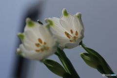 撮って出し(2025-04-25_09-32)-(Canon EOS 60D-9