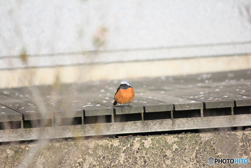 撮って出し-Canon EOS 60D-250.0-22_04_17-6