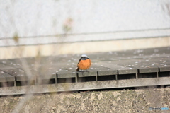 撮って出し-Canon EOS 60D-250.0-22_04_17-6