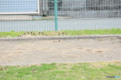 撮って出し(2025-04-25_16-42)-(Canon EOS 60D-2