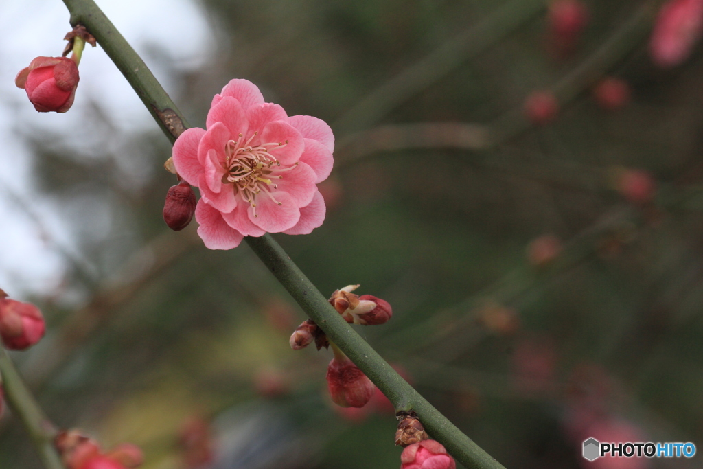 撮って出し(2025-04-06_09-45)-(Canon EOS 60D-9