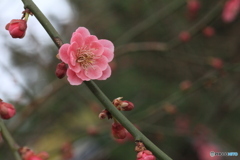 撮って出し(2025-04-06_09-45)-(Canon EOS 60D-9