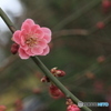 撮って出し(2025-04-06_09-45)-(Canon EOS 60D-9