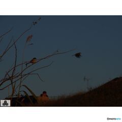 撮って出し(2023-11-11_06-38)-150-OLYMPUS M.14