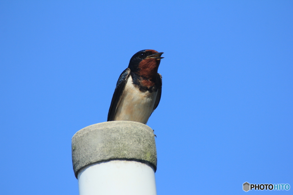 撮って出し(2025-06-13_08-14)-(Canon EOS 60D-3