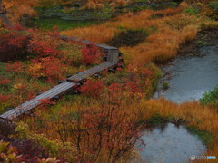 シラタマノキ湿原