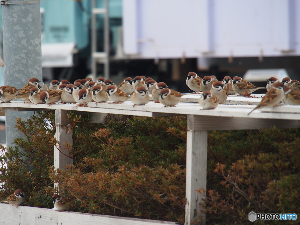 撮って出し(2025-02-18_09-12)-(E-M5-150(OLYMPU