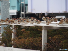 撮って出し(2025-02-18_09-12)-(E-M5-150(OLYMPU