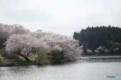 撮って出し(2025-04-19_09-38)-(Canon EOS 6D-90