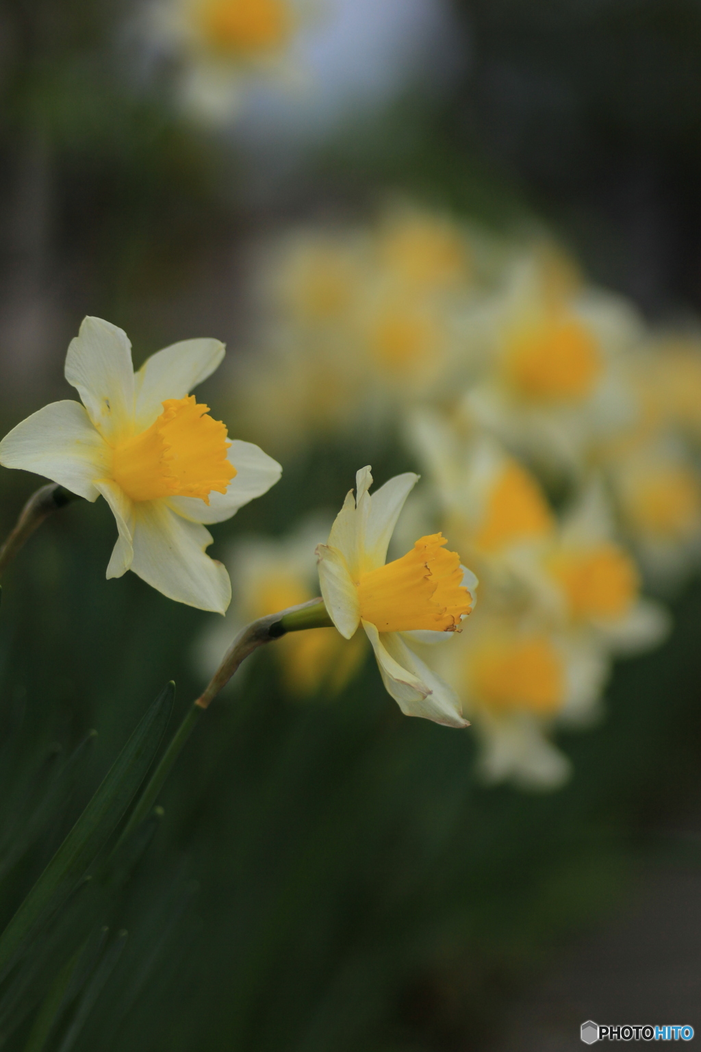 撮って出し(2025-04-25_10-25)-(Canon EOS 60D-9