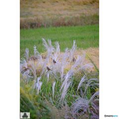 撮って出し(2023-10-12_15-31)-50--X-E1_1