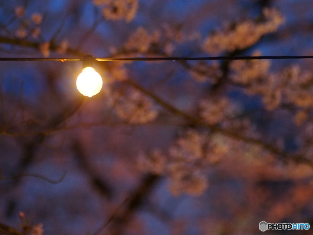 撮って出し(2025-04-18_18-31)-(E-M5-0())