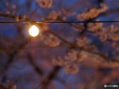 撮って出し(2025-04-18_18-31)-(E-M5-0())