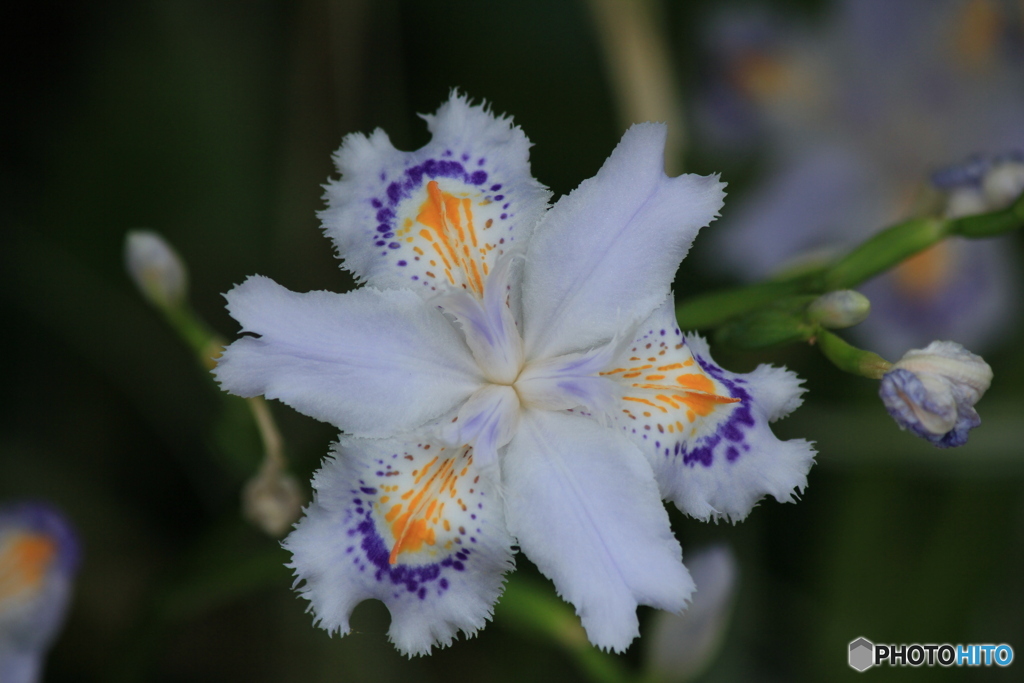 撮って出し(2024-05-12_09-48)-(Canon EOS 60D-2