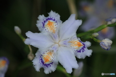 撮って出し(2024-05-12_09-48)-(Canon EOS 60D-2