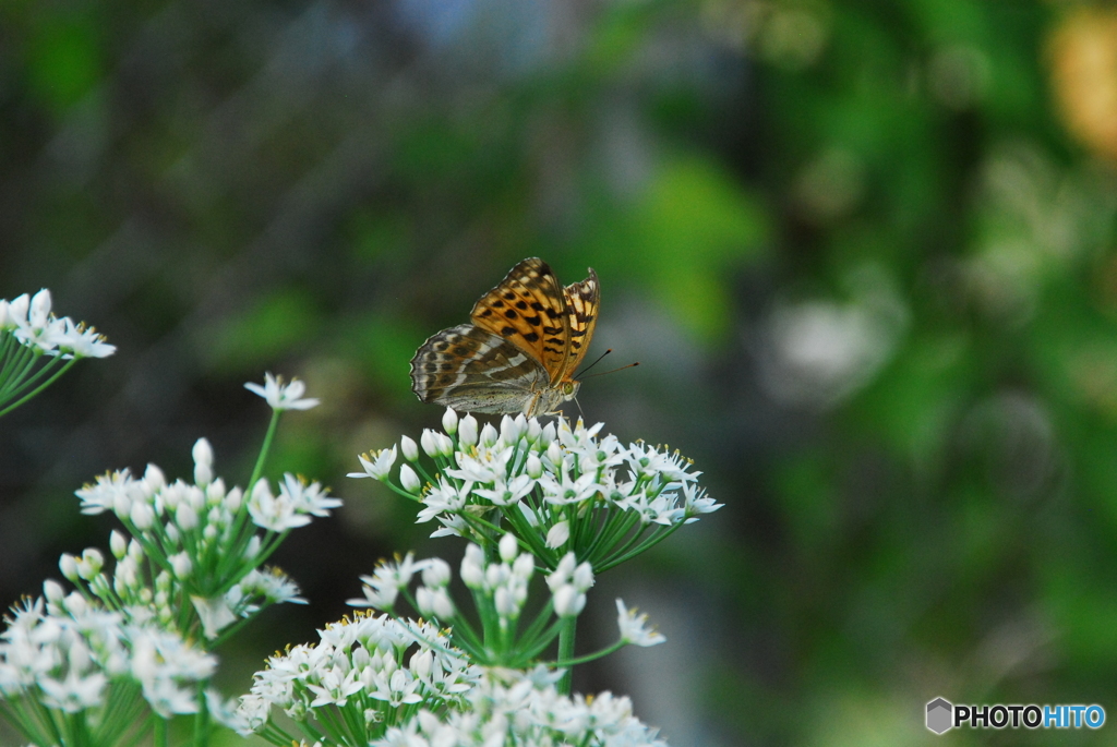 撮って出し-NIKON D200-250.0-22_09_09-1
