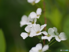 撮って出し(2024-04-19_15-06)-(E-M5-0())_02