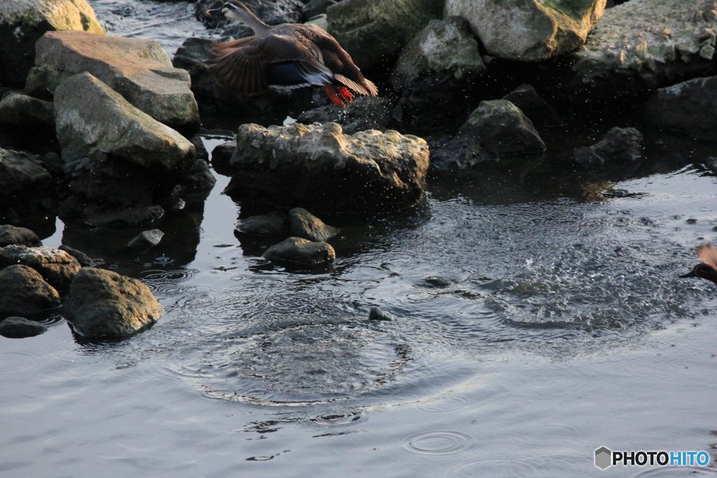撮って出し(2024-04-23_17-50)-(Canon EOS 60D-2