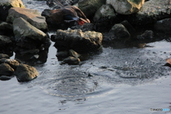 撮って出し(2024-04-23_17-50)-(Canon EOS 60D-2