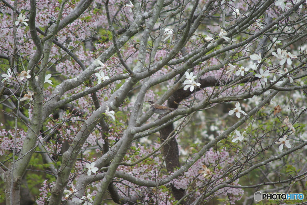撮って出し(2025-04-24_09-27)-(PENTAX K10D-300