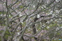 撮って出し(2025-04-24_09-27)-(PENTAX K10D-300