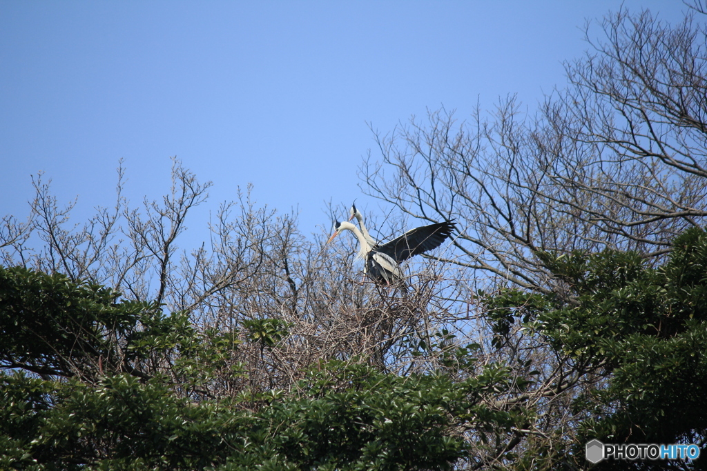 撮って出し(2025-04-19_10-39)-(Canon EOS 60D-2