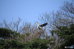 撮って出し(2025-04-19_10-39)-(Canon EOS 60D-2