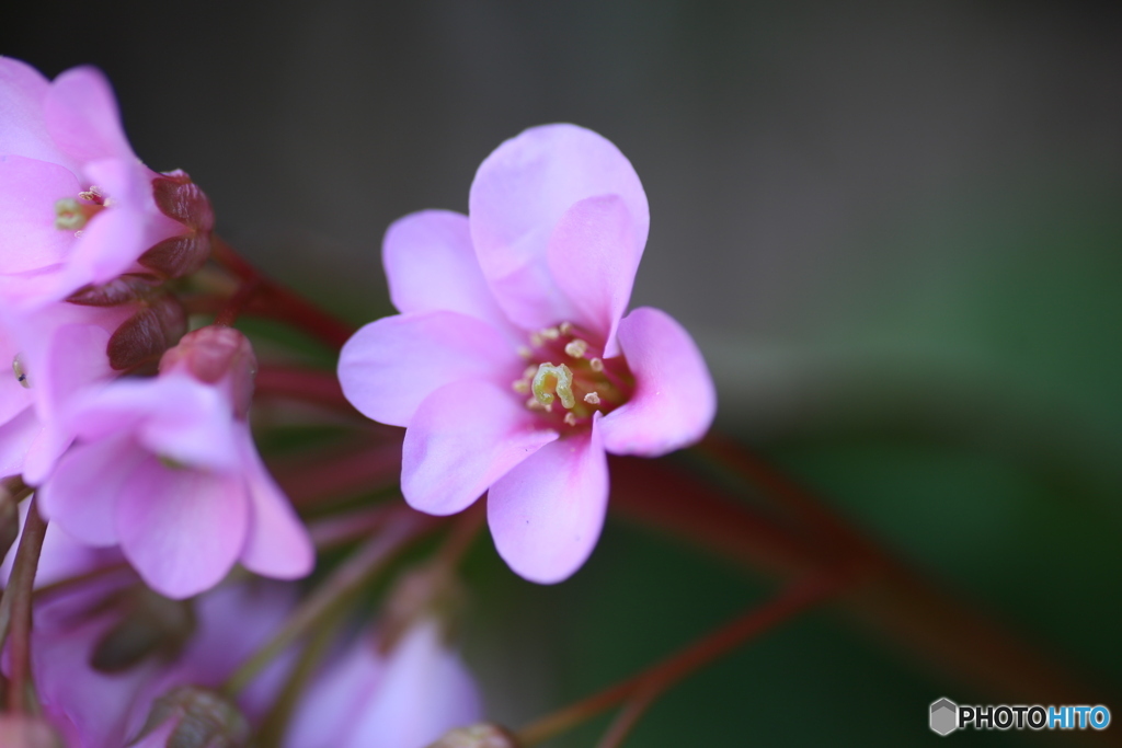 撮って出し(2025-04-07_09-35)-(Canon EOS 6D-90