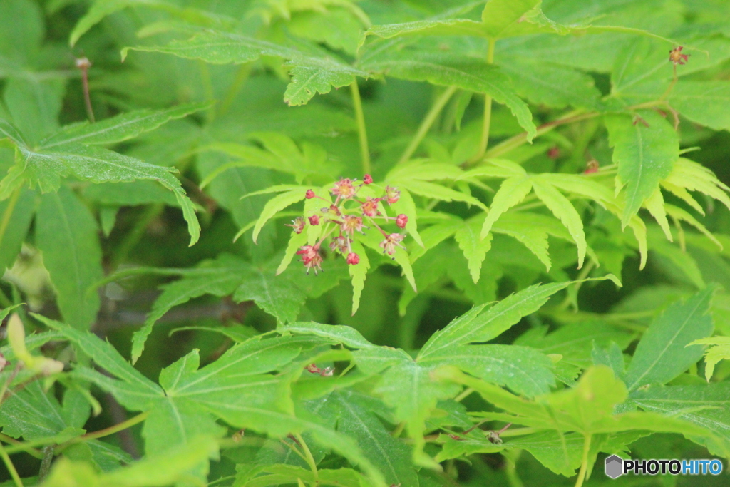撮って出し(2025-05-14_07-35)-(Canon EOS 60D-3