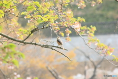 撮って出し(2025-04-27_07-25)-(Canon EOS 60D-2