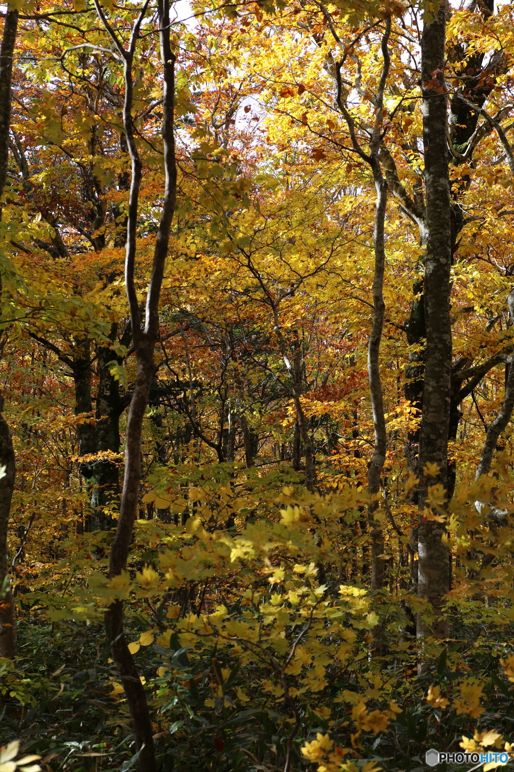 撮って出し(2025-10-27_09-52)-(Canon EOS 6D-90