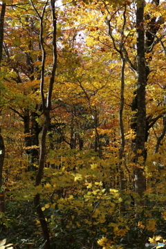 撮って出し(2025-10-27_09-52)-(Canon EOS 6D-90