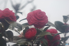 撮って出し(2025-04-08_10-40)-(PENTAX K10D-0()