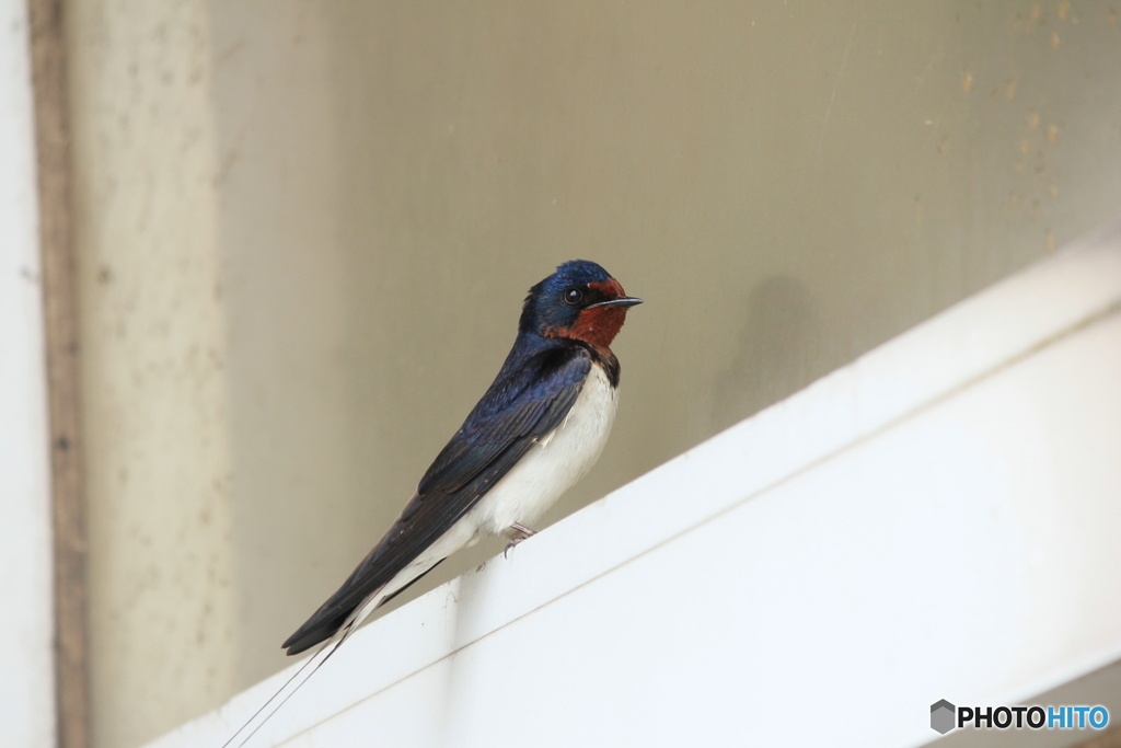 撮って出し(2025-04-18_09-38)-(Canon EOS 60D-1