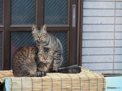 撮って出し-E-M5-135.0-41_04_15-0