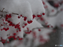 撮って出し(2025-01-09_14-14)-(E-M5-150(OLYMPU