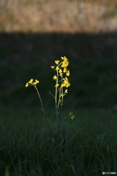 撮って出し(2024-04-10_16-38)-(Canon EOS 6D-90