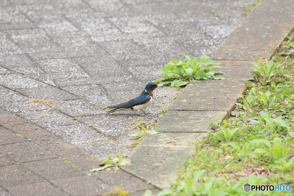 撮って出し(2025-04-18_09-17)-(Canon EOS 60D-2