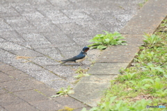 撮って出し(2025-04-18_09-17)-(Canon EOS 60D-2