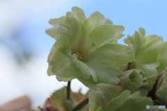 撮って出し(2025-04-30_14-16)-(Canon EOS 60D-9