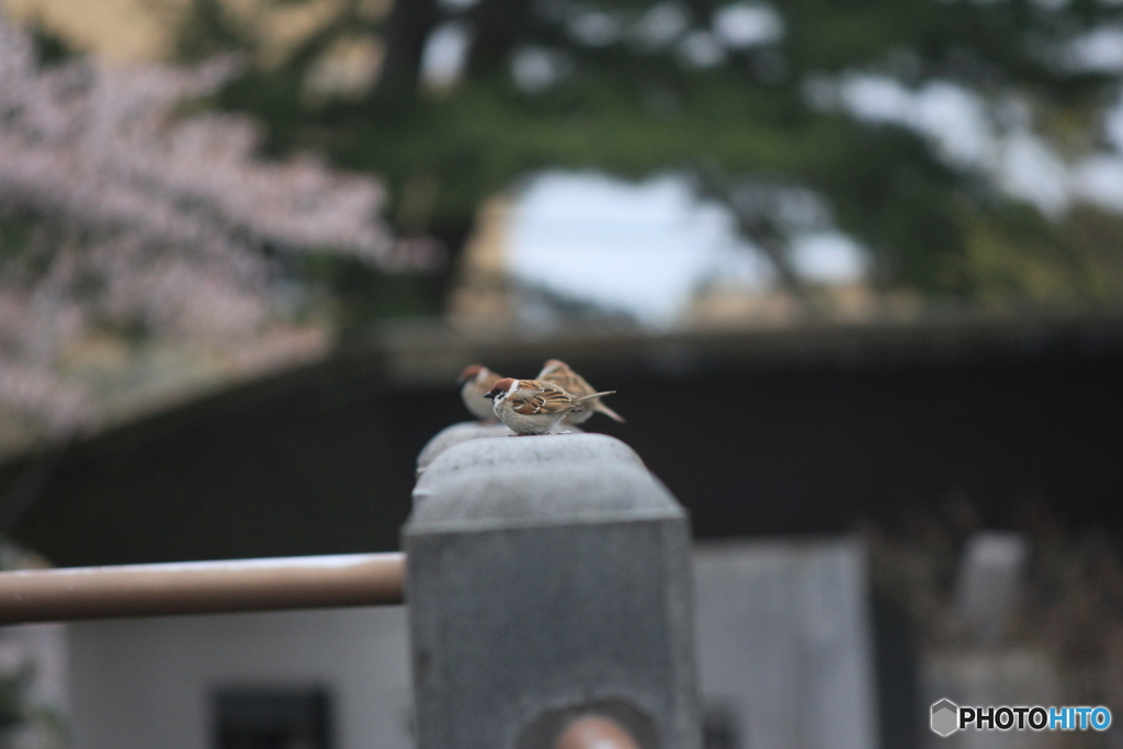 撮って出し(2025-04-24_15-46)-(Canon EOS 60D-2