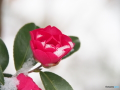 撮って出し(2024-02-22_07-29)-(E-M5-150(OLYMPU