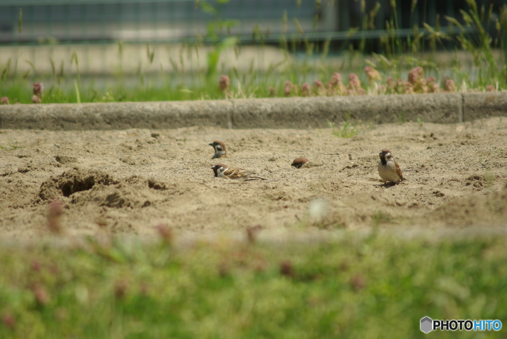 撮って出し(2025-05-14_10-59)-(PENTAX K10D-300