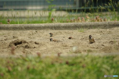 撮って出し(2025-05-14_10-59)-(PENTAX K10D-300