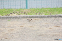 撮って出し(2025-04-25_16-44)-(Canon EOS 60D-2
