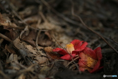 撮って出し(2024-04-12_13-58)-(Canon EOS 6D-90