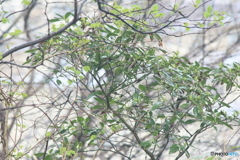 撮って出し(2025-04-20_06-47)-(Canon EOS 60D-2