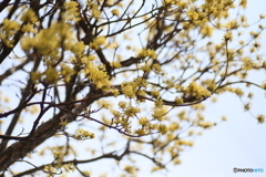 撮って出し(2025-04-07_12-06)-(Canon EOS 6D-90