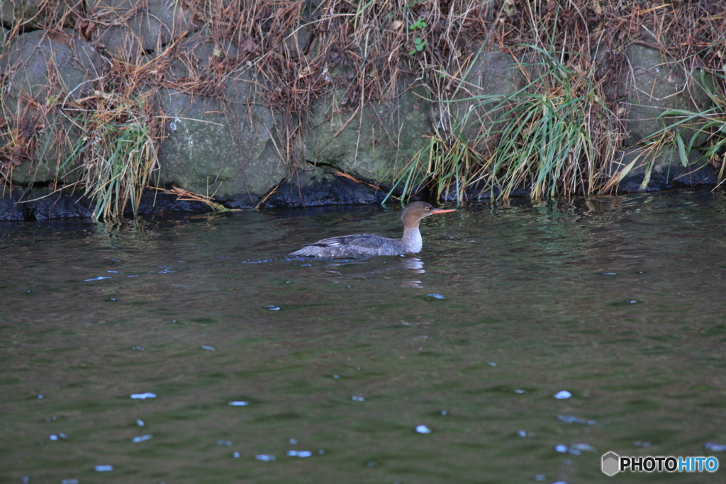撮って出し(2024-12-07_09-46)-(Canon EOS 60D-2